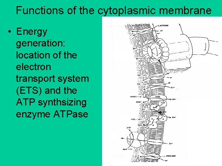 Functions of the cytoplasmic membrane • Energy generation: location of the electron transport system