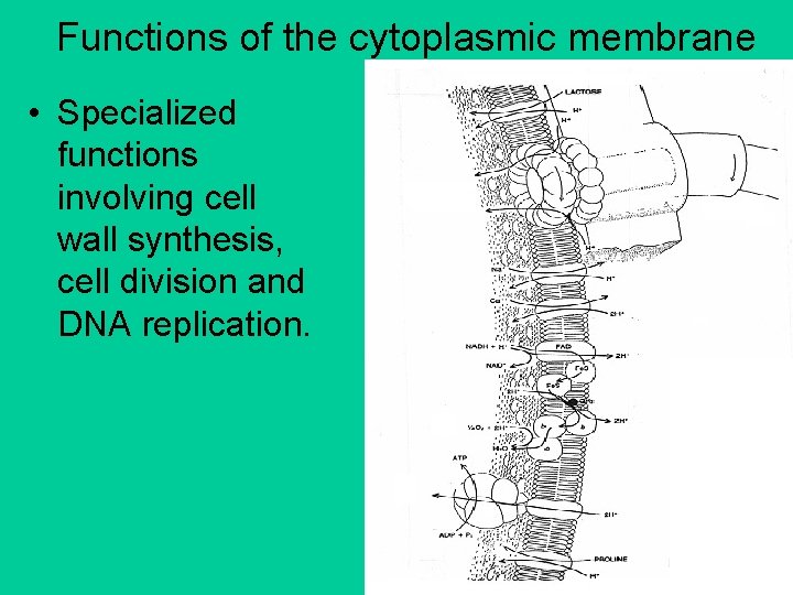Functions of the cytoplasmic membrane • Specialized functions involving cell wall synthesis, cell division