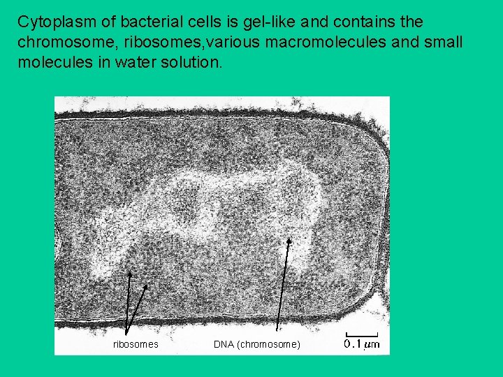 Cytoplasm of bacterial cells is gel-like and contains the chromosome, ribosomes, various macromolecules and