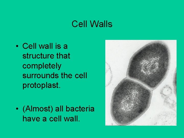 Cell Walls • Cell wall is a structure that completely surrounds the cell protoplast.