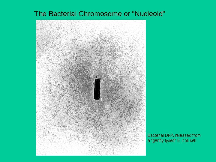 The Bacterial Chromosome or “Nucleoid” Bacterial DNA released from a “gently lysed” E. coli