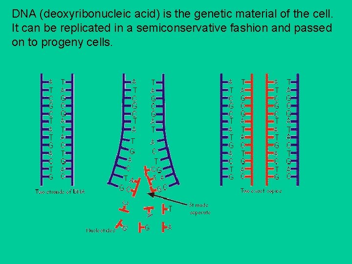 DNA (deoxyribonucleic acid) is the genetic material of the cell. It can be replicated