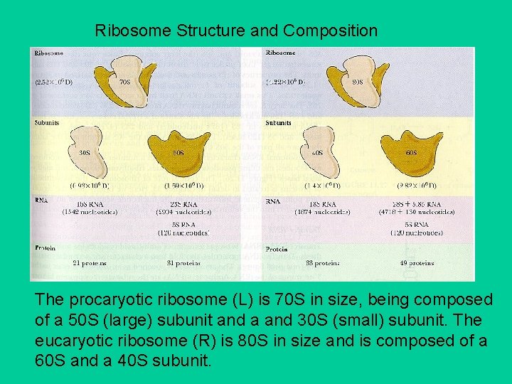 Ribosome Structure and Composition The procaryotic ribosome (L) is 70 S in size, being
