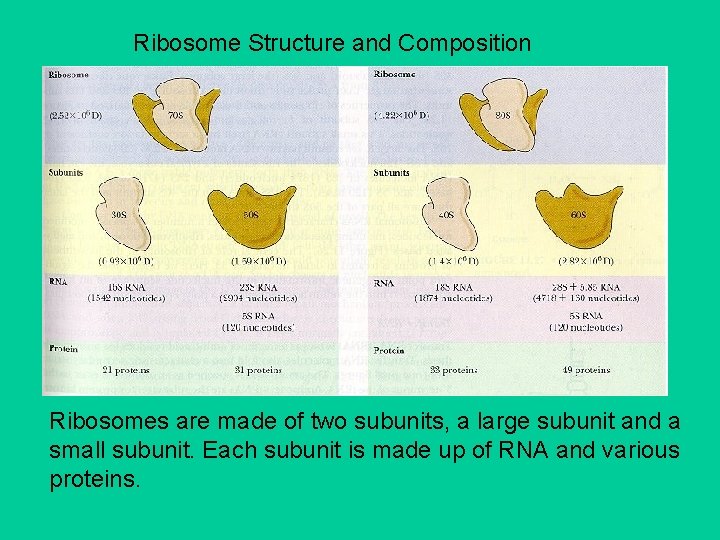 Ribosome Structure and Composition Ribosomes are made of two subunits, a large subunit and
