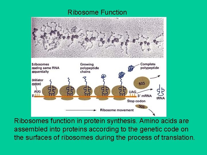 Ribosome Function Ribosomes function in protein synthesis. Amino acids are assembled into proteins according