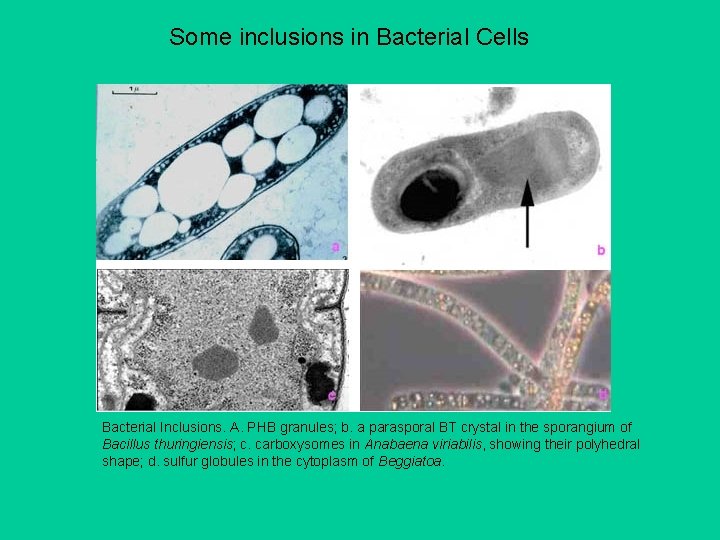 Some inclusions in Bacterial Cells Bacterial Inclusions. A. PHB granules; b. a parasporal BT