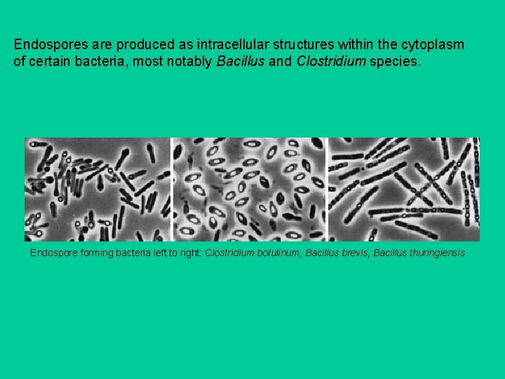 Endospores are produced as intracellular structures within the cytoplasm of certain bacteria, most notably