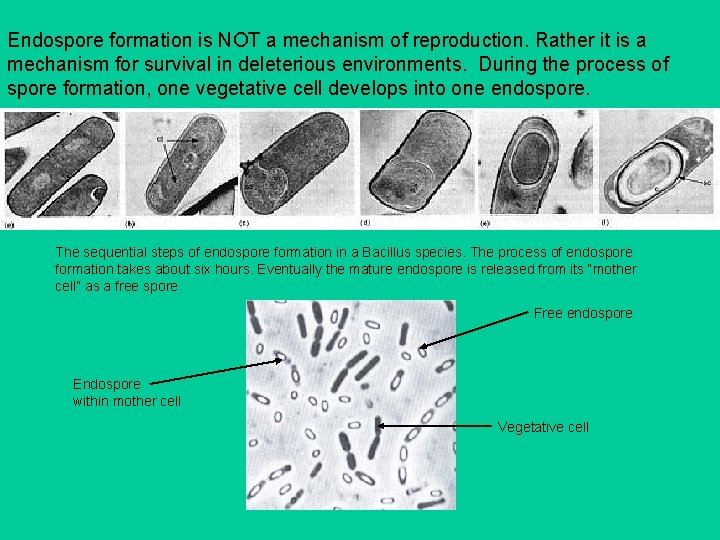 Endospore formation is NOT a mechanism of reproduction. Rather it is a mechanism for