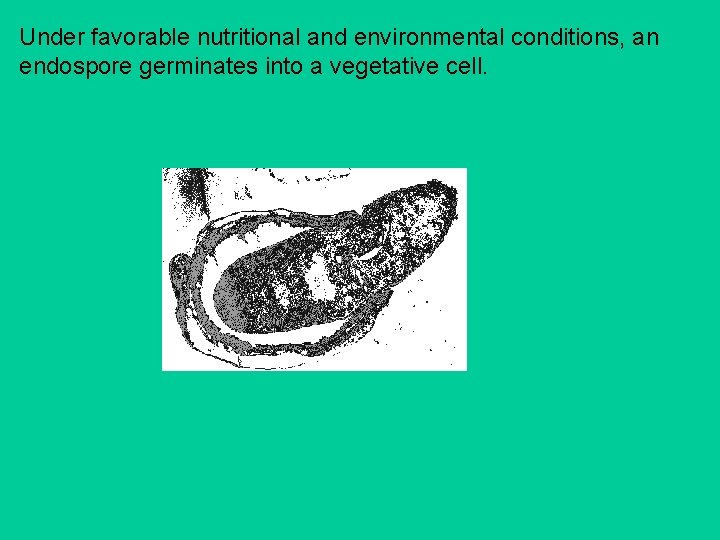 Under favorable nutritional and environmental conditions, an endospore germinates into a vegetative cell. 