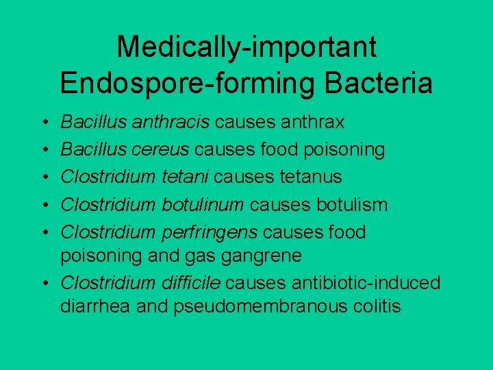 Medically-important Endospore-forming Bacteria • • • Bacillus anthracis causes anthrax Bacillus cereus causes food