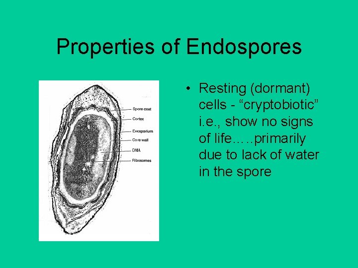 Properties of Endospores • Resting (dormant) cells - “cryptobiotic” i. e. , show no
