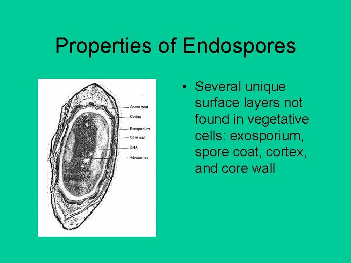Properties of Endospores • Several unique surface layers not found in vegetative cells: exosporium,