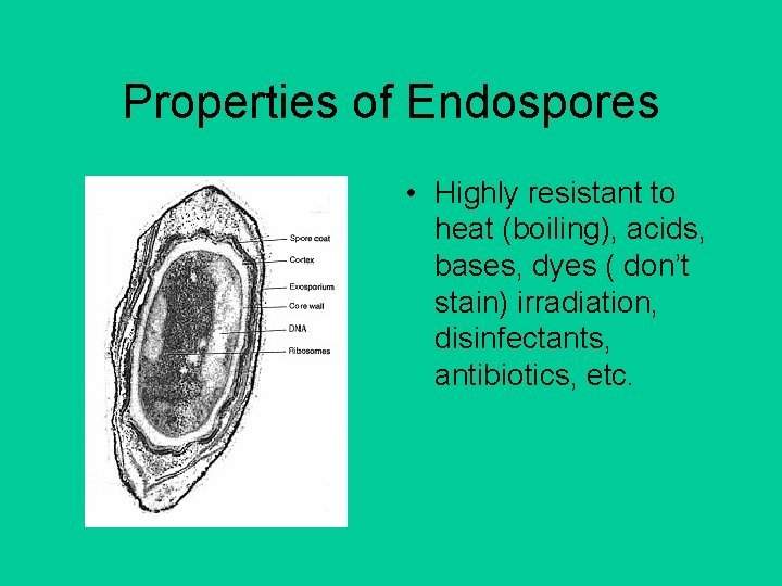 Properties of Endospores • Highly resistant to heat (boiling), acids, bases, dyes ( don’t