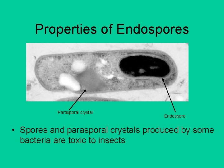 Properties of Endospores Parasporal crystal Endospore • Spores and parasporal crystals produced by some