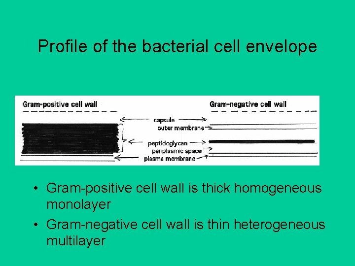 Profile of the bacterial cell envelope • Gram-positive cell wall is thick homogeneous monolayer