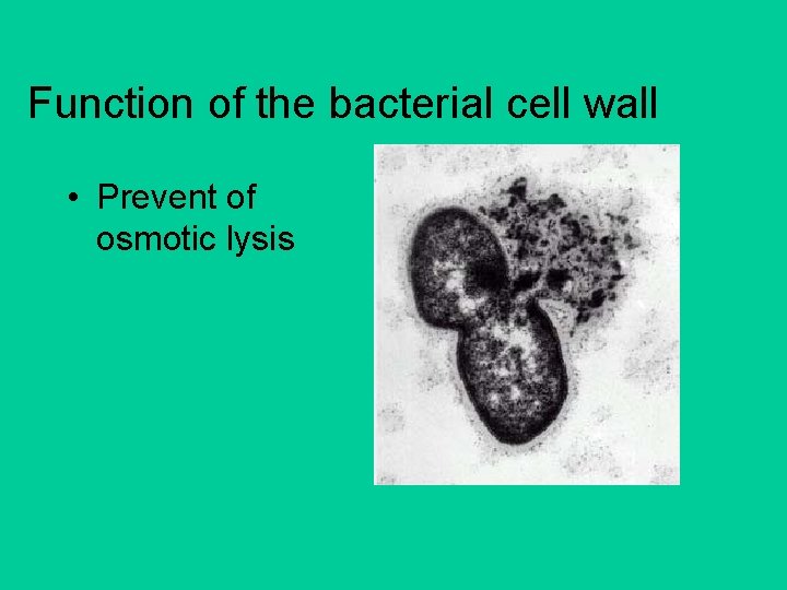 Function of the bacterial cell wall • Prevent of osmotic lysis 