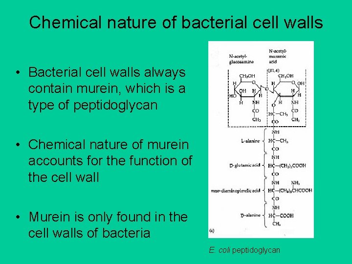 Chemical nature of bacterial cell walls • Bacterial cell walls always contain murein, which