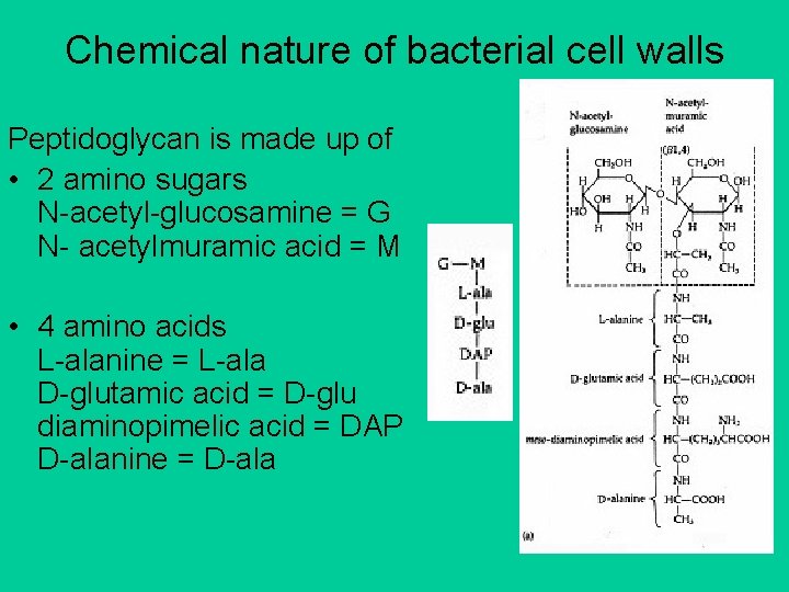 Chemical nature of bacterial cell walls Peptidoglycan is made up of • 2 amino