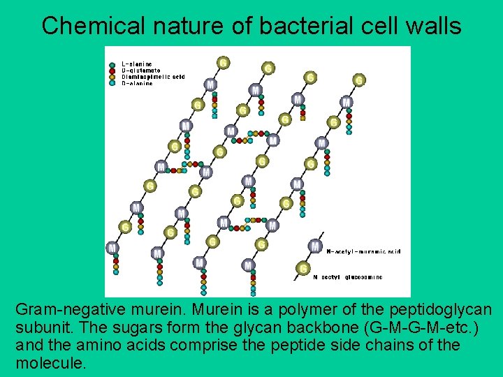 Chemical nature of bacterial cell walls Gram-negative murein. Murein is a polymer of the