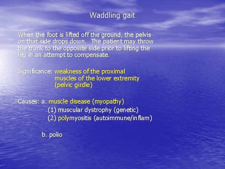 Waddling gait When the foot is lifted off the ground, the pelvis on that Waddling gait When the foot is lifted off the ground, the pelvis on that