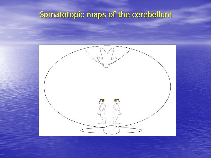 Somatotopic maps of the cerebellum 