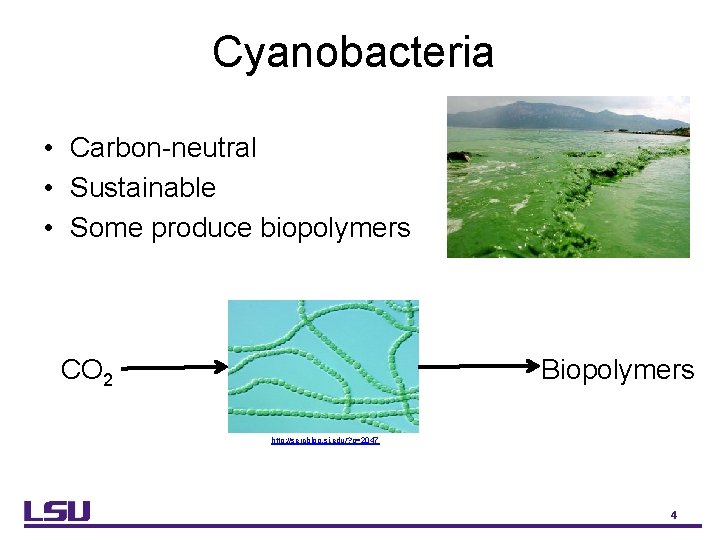 Cyanobacteria • Carbon-neutral • Sustainable • Some produce biopolymers CO 2 Biopolymers http: //sercblog.