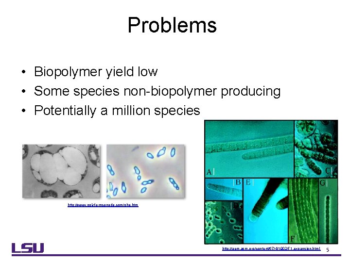 Problems • Biopolymer yield low • Some species non-biopolymer producing • Potentially a million