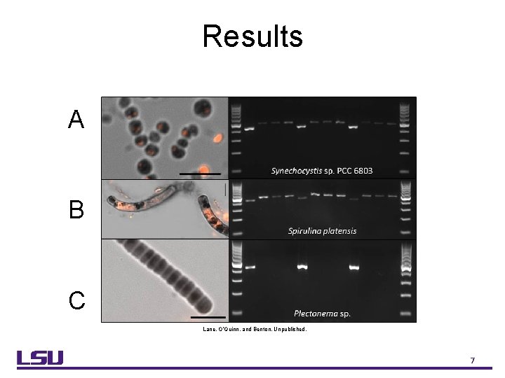 Results A B C Lane, O’Quinn, and Benton. Unpublished. 7 