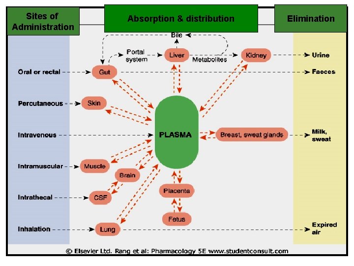 Sites of Administration Absorption & distribution Elimination 