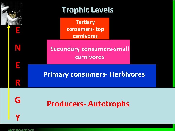 Trophic Levels E N E R G Y http: //mypbio. weebly. com Tertiary consumers-