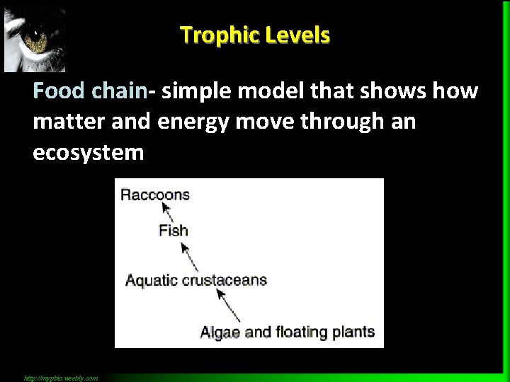 Trophic Levels Food chain- simple model that shows how matter and energy move through