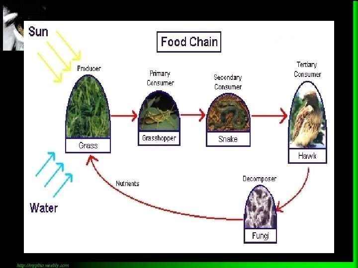 http: //mypbio. weebly. com 