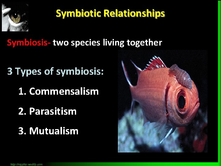 Symbiotic Relationships Symbiosis- two species living together 3 Types of symbiosis: 1. Commensalism 2.