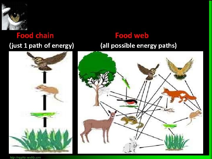 Food chain (just 1 path of energy) http: //mypbio. weebly. com Food web (all