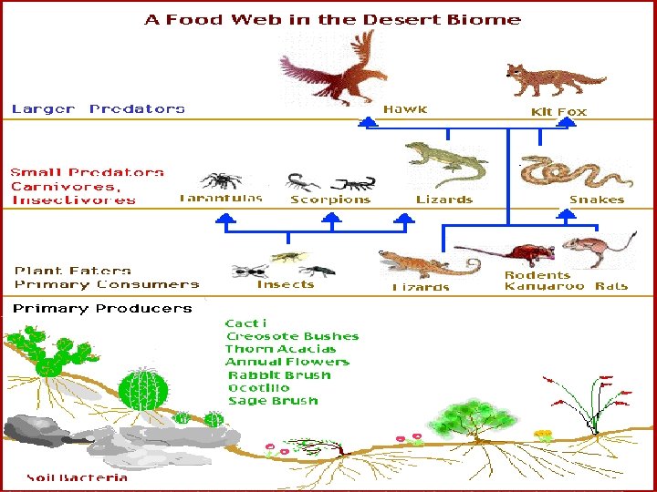 http: //mypbio. weebly. com 