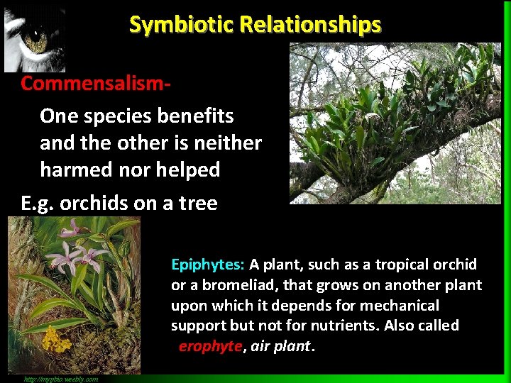 Symbiotic Relationships Commensalism. One species benefits and the other is neither harmed nor helped