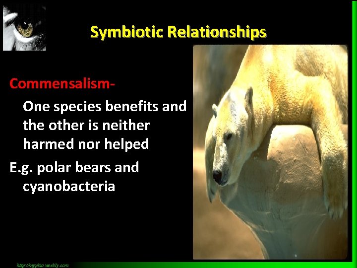 Symbiotic Relationships Commensalism. One species benefits and the other is neither harmed nor helped
