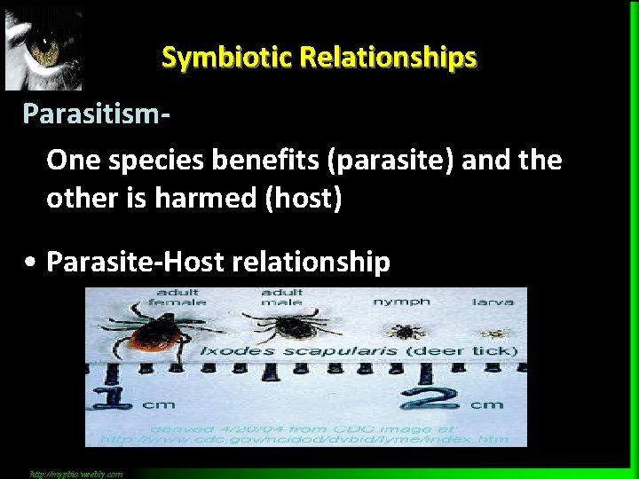 Symbiotic Relationships Parasitism. One species benefits (parasite) and the other is harmed (host) •