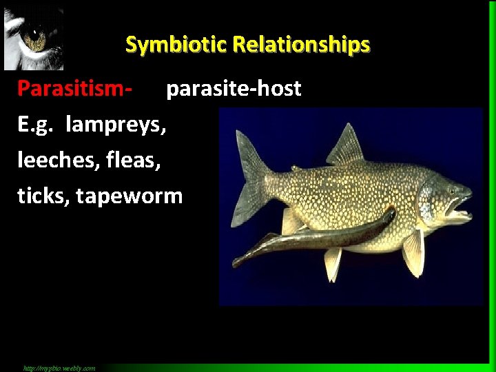 Symbiotic Relationships Parasitism- parasite-host E. g. lampreys, leeches, fleas, ticks, tapeworm http: //mypbio. weebly.