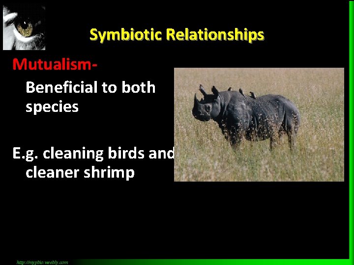 Symbiotic Relationships Mutualism. Beneficial to both species E. g. cleaning birds and cleaner shrimp