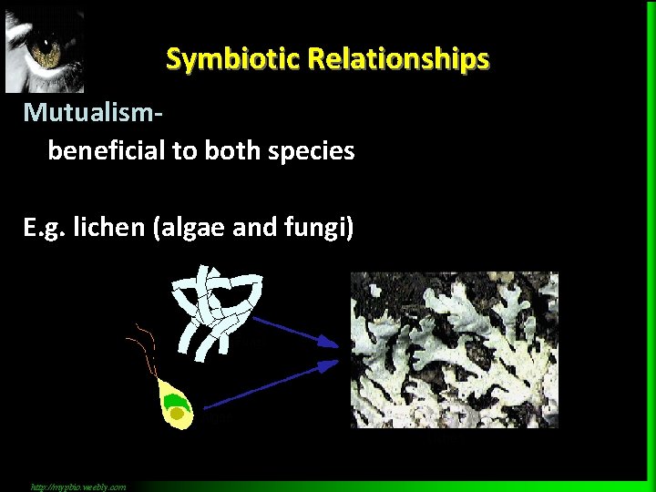 Symbiotic Relationships Mutualismbeneficial to both species E. g. lichen (algae and fungi) http: //mypbio.