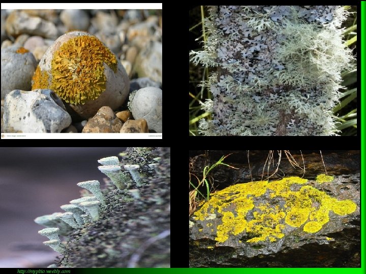 http: //mypbio. weebly. com 