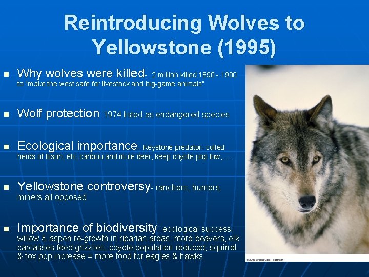 Reintroducing Wolves to Yellowstone (1995) n Why wolves were killed- n Wolf protection 1974