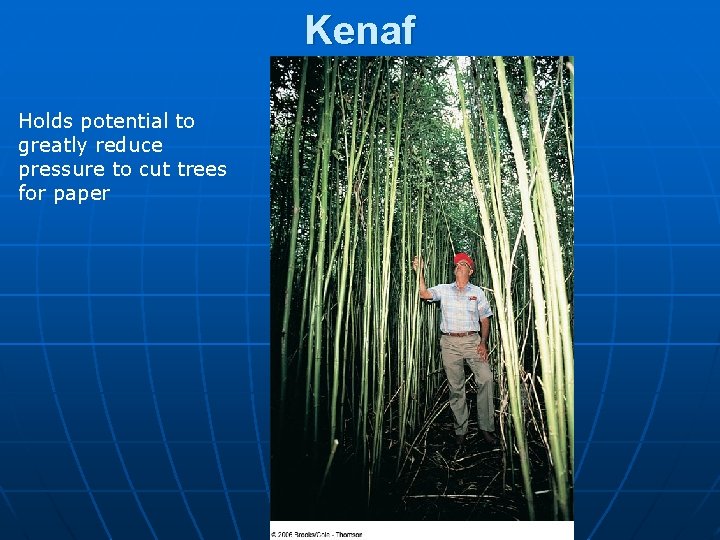 Kenaf Holds potential to greatly reduce pressure to cut trees for paper 