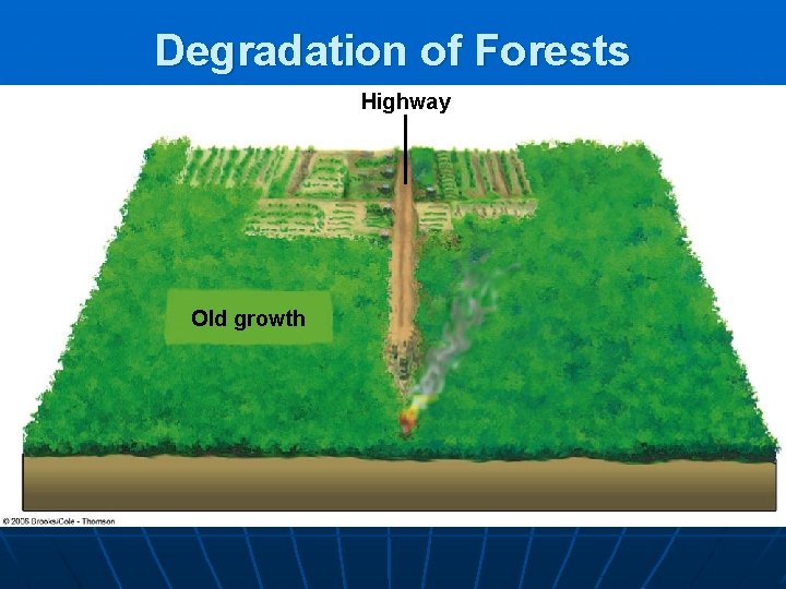 Degradation of Forests Highway Old growth 