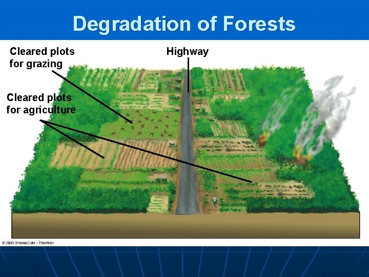 Degradation of Forests Cleared plots for grazing Cleared plots for agriculture Highway 