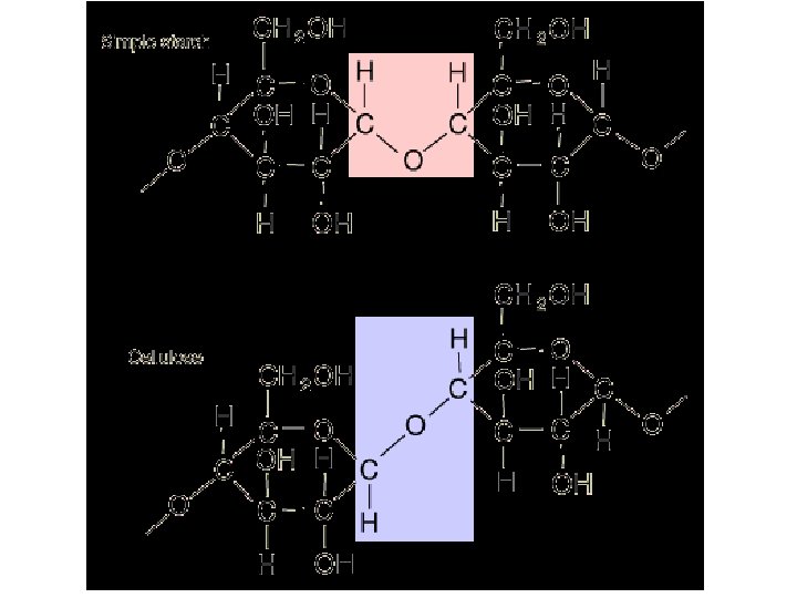 Biomolecules The Building Blocks of Life Biomolecules are