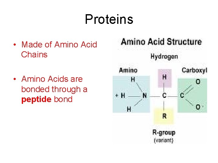 Proteins • Made of Amino Acid Chains • Amino Acids are bonded through a