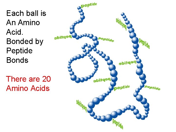 Biomolecules The Building Blocks of Life Biomolecules are