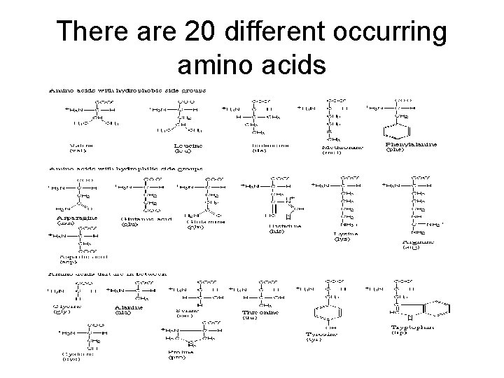 There are 20 different occurring amino acids 